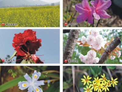 Rare and Endangered Plants of the Geopark